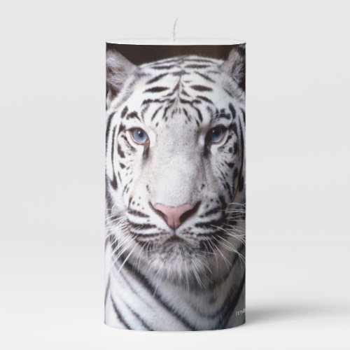 White Bengal Tiger Photograph Pillar Candle