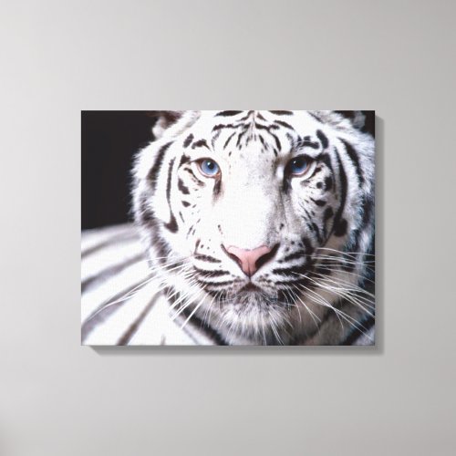White Bengal Tiger Photography Canvas Print