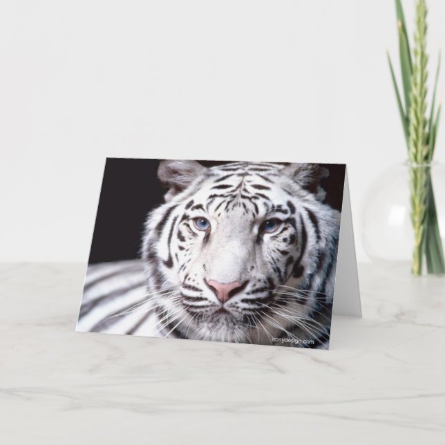 White Bengal Tiger Photography Card (Front)