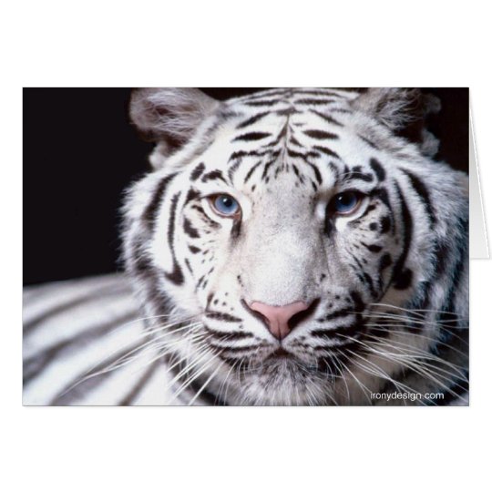 White Bengal Tiger Photography Card