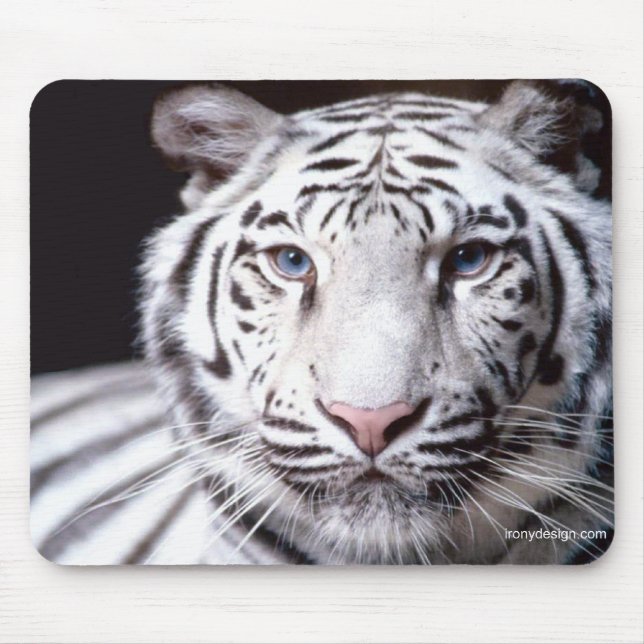White Bengal Tiger Photography Mouse Pad (Front)