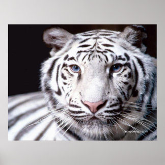 White Bengal Tiger Photography Poster