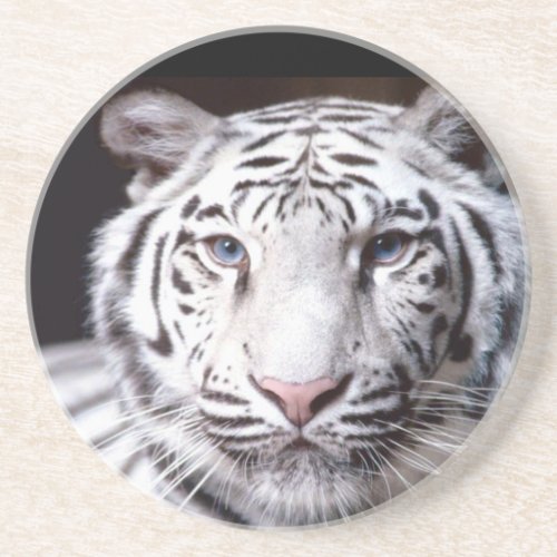 White Bengal Tiger Photography Sandstone Coaster