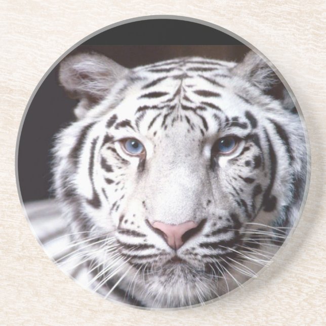 White Bengal Tiger Photography Sandstone Coaster (Front)