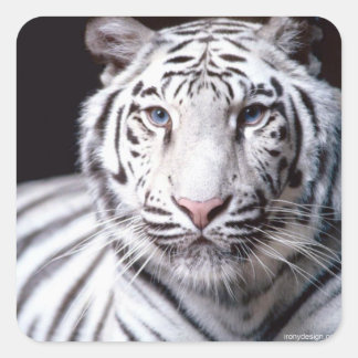 White Bengal Tiger Photography Square Sticker