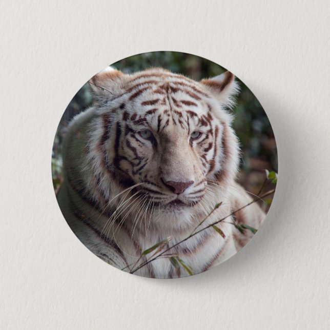 White Bengal Tiger Pinback Button (Front)