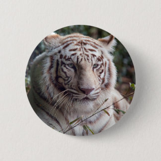White Bengal Tiger Pinback Button