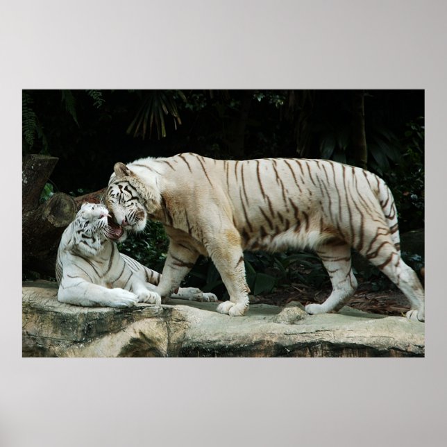 White Bengal Tiger poster (Front)