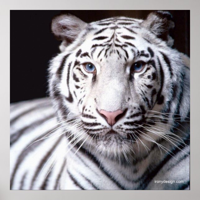White Bengal Tiger Poster (Front)