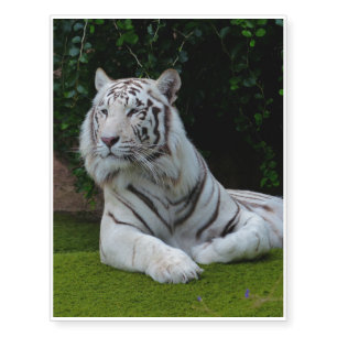 White Bengal Tiger Temporary Tattoos