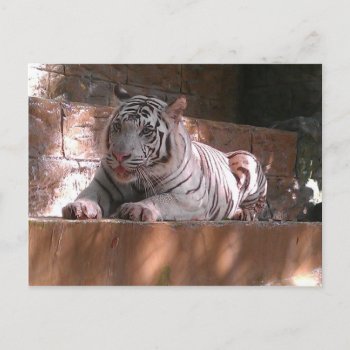White Bengal Tiger  Trinidad Postcard by TrinbagoSouvenirs at Zazzle