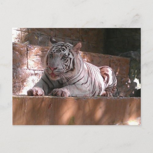 White Bengal Tiger Trinidad Postcard