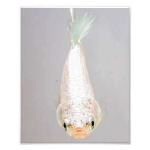 White Betta Fish Photo Print