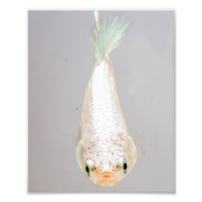 White Betta Fish Photo Print (Front)