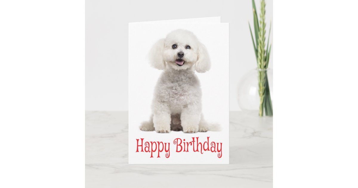 White Bichon Frise Puppy Dog Red Happy Birthday Card Zazzle Com