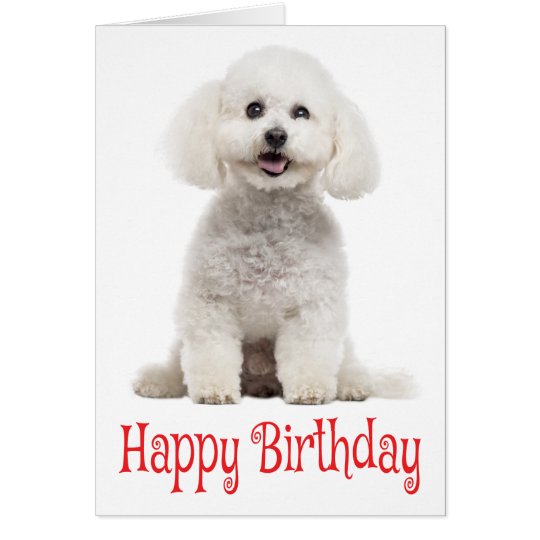 White Bichon  Frise Puppy Dog Red Happy Birthday Card 