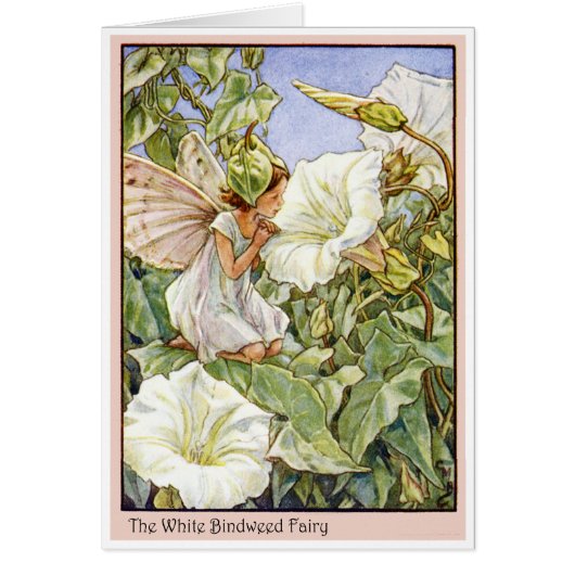 White Bindweed Fairy Cards (Front)