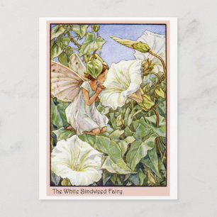 White Bindweed Fairy Postcard
