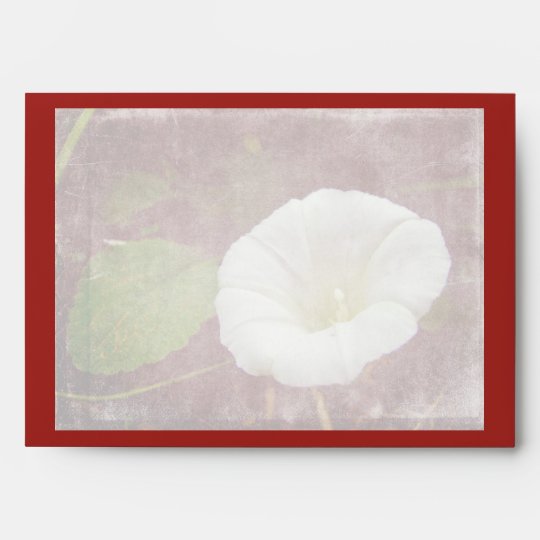 White Bindweed - The Wild Perennial Morning Glory Envelope