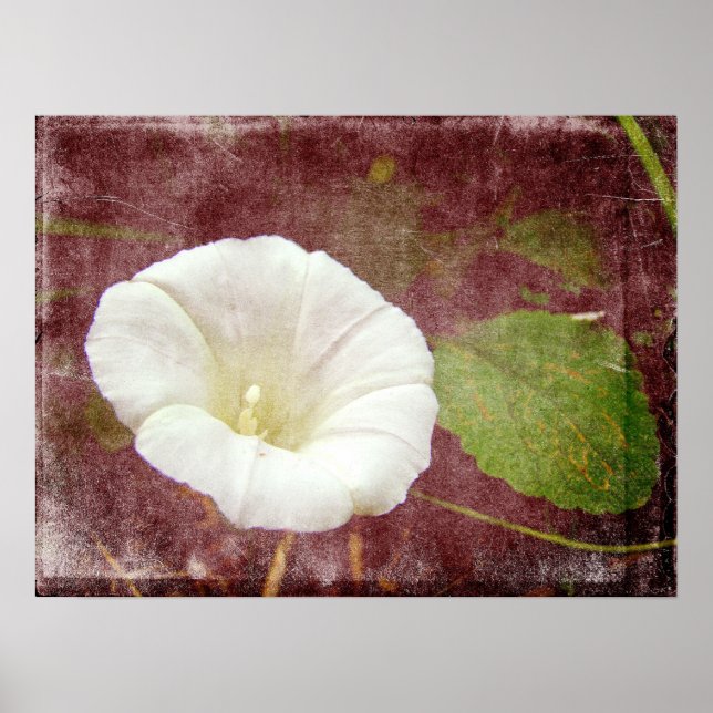 White Bindweed - The Wild Perennial Morning Glory Poster (Front)