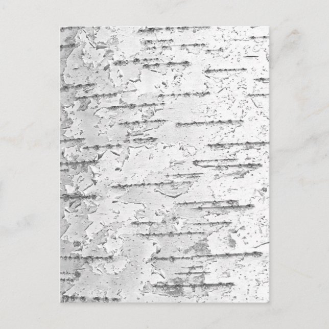 White Birch Bark Photo  Postcard (Front)