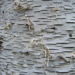 Tree Bark Wring Paper Zazzle White Birch Bark Wring Paper