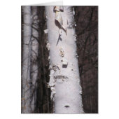 White birch (Betula papyrifera) card (Front)