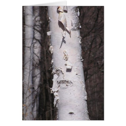 White birch (Betula papyrifera) card (Front)