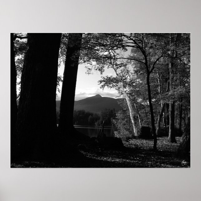 White Birch in a Chocorua Sunset Poster (Front)
