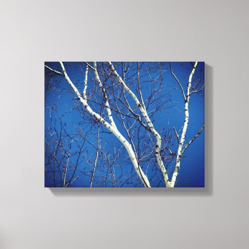 White Birch Tree Against Blue Sky Nature Canvas Print