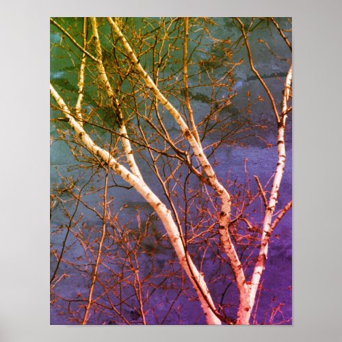 White Birch Tree Blue Sky Abstract  Poster