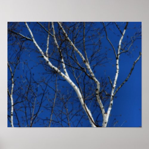 White Birch Tree Blue Sky Nature Orton Effect Poster