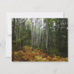 White Birch Trees and Fall Ferns at Rocky Mountain