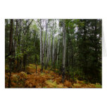 White Birch Trees and Fall Ferns at Rocky Mountain