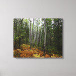 White Birch Trees and Fall Ferns at Rocky Mountain Canvas Print