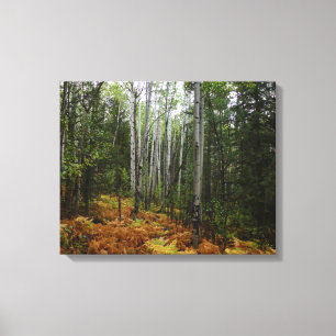 White Birch Trees and Fall Ferns at Rocky Mountain Canvas Print