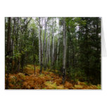 White Birch Trees and Fall Ferns at Rocky Mountain Card