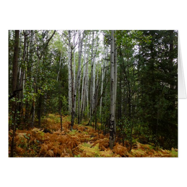 White Birch Trees and Fall Ferns at Rocky Mountain Card (Front Horizontal)