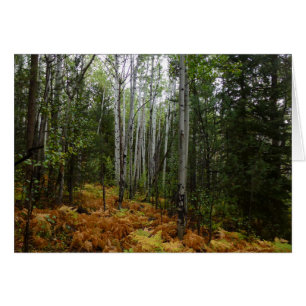 White Birch Trees and Fall Ferns at Rocky Mountain Cards