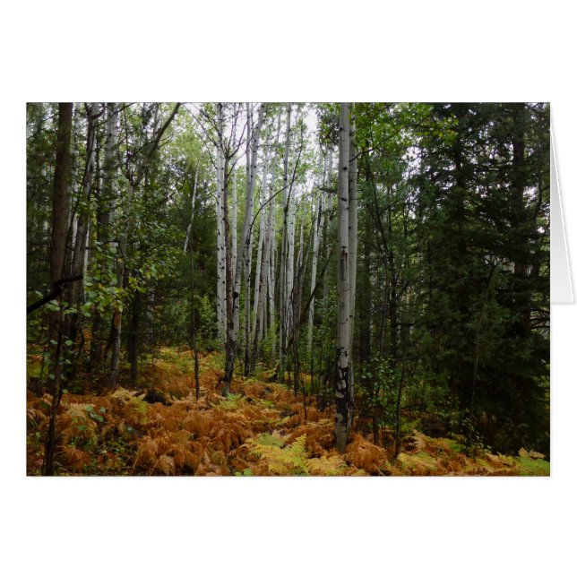 White Birch Trees and Fall Ferns at Rocky Mountain Cards (Front Horizontal)