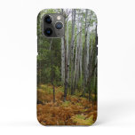 White Birch Trees and Fall Ferns at Rocky Mountain iPhone 11 Pro Case