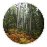 White Birch Trees and Fall Ferns at Rocky Mountain Ceramic Knob