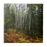 White Birch Trees and Fall Ferns at Rocky Mountain Ceramic Tile