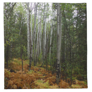 White Birch Trees and Fall Ferns at Rocky Mountain Cloth Napkin
