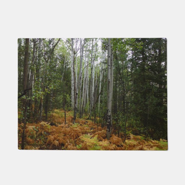 White Birch Trees and Fall Ferns at Rocky Mountain Doormat (Front)