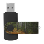 White Birch Trees and Fall Ferns at Rocky Mountain Flash Drive