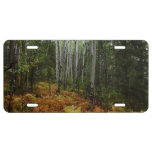 White Birch Trees and Fall Ferns at Rocky Mountain License Plate