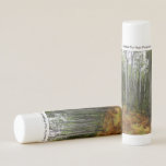 White Birch Trees and Fall Ferns at Rocky Mountain Lip Balm