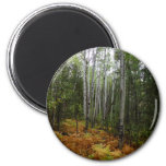 White Birch Trees and Fall Ferns at Rocky Mountain Magnet