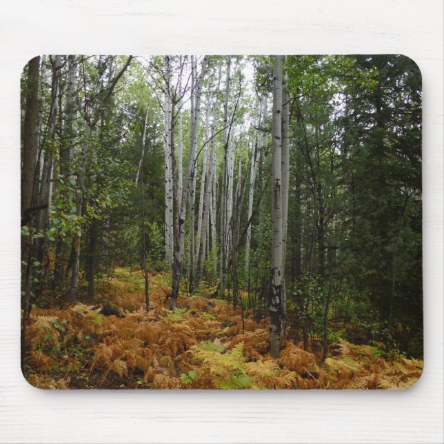 White Birch Trees and Fall Ferns at Rocky Mountain Mouse Pad (Front)